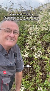 Polygonum baldschuanicum #plants #gardening #garden #plantsplantsplants #plant #gardens #plantsmakepeoplehappy #gardenhacks #gardenhack #climbingplants | Dave The Plantman
