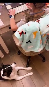 330K views · 27K reactions | The Ultimate Case of "Feline Paralysis" (situation where you cannot move due to a presence of a cat) KitKat started out as a timid and aloof baby. I spent more one-on-one to help her come out of her shell. She loves staying on my lap, looks for me, and gives me little kisses. Now, she discovered a new spot to chill! Her personality is coming out. She's just the sweetest little candy bar! | Bordernerd | Facebook