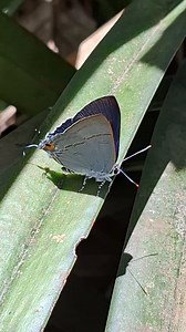 44K views · 595 reactions | Hypolycaena erylus himavantus...