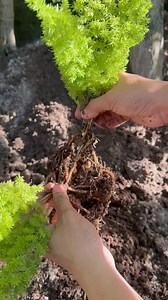 202K views · 1.8K reactions | foxtail fern #foxtailfern #gardeninspiration #plantbased #fern | Jayson Gaylan | Facebook