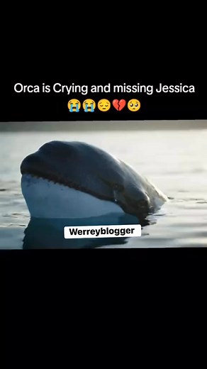 Orca is Crying and missing Jessica #dolphinattack #orca #orcas #orcavsdolphin #orcaincident | Werreyblogger