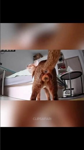 Cats and Security Cameras 📹🐱 | Funny Cat Moments