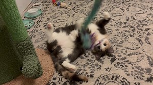 ADOPTABLE BERRY Are you looking for a sweet, gentle, love bug to keep you company? Look no further! Berry, a one and a half year-old dilute calico girl cat, is searching for her forever home. Berry is the epitome of affection and gentleness. She absolutely adores being petted and brushed and will reward you with snuggles and endless purrs. Her calm and loving nature make her the perfect companion for anyone looking to add a little extra warmth and joy to their life. Berry has a demure nature and