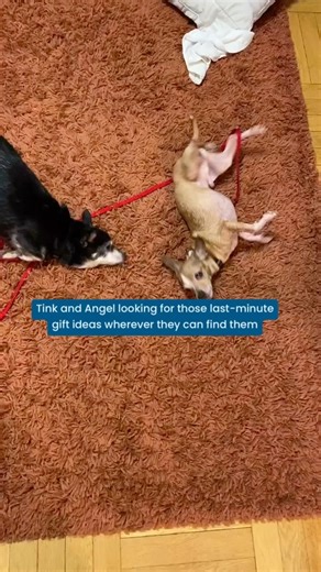 3.1K views · 15 reactions | Muddy Paws Rescue NYC on Reels | Facebook