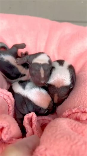 NEW ZOO BABIES! The Cincinnati Zoo & Botanical Garden says these skunk kits are one week old. | FOX19