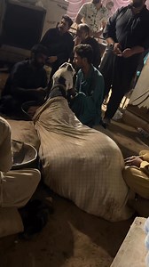 ماشاءاللہ فرخ اعجاز بھائی کا شوق 2nd position Holder Faisalabad mela 2025 Weight: 256kg | International Festival