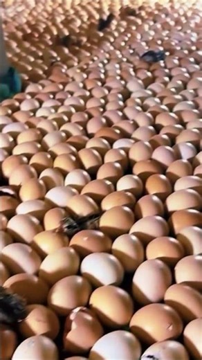 "Watch Baby Chicks Hatch from Eggs 🐣 | Cute Chick Hatching Moment #shortsfeed #cute