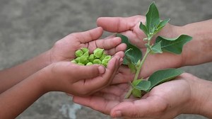 Ashwagandha Known Withania Somnifera Plant Growing Stock Footage Video (100% Royalty-free) 1105456931 | Shutterstock
