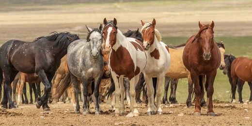 How to Adopt A BLM Mustang for Just $125