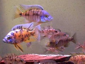 Blue Peacock Part 2 and OB Cichlids African