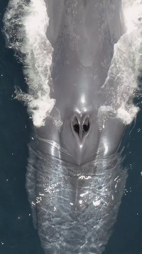 Have you ever seen directly into the spiracles (blow holes) of a Blue Whale??? Well now you have! With a lung capacity of up to 5000 litres the Blue Whale has a maximum recorded dive time of 36 minutes but typically doesn't exceed 20 minutes! So although their lung capacity is the biggest in the animal kingdom, so is their huge energy consuming body, therefore they are not the longest diving cetacean! Do you know which is?? GPS location, photo ID, behaviour, characteristics, dates recorded and s