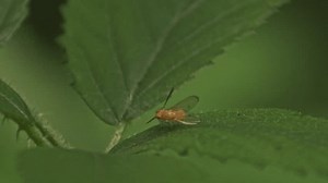 Macro filmada de pequenas moscas Lauxaniidae: vídeo stock (100% livre de direitos) 3973380273 | Shutterstock