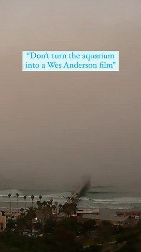 1.8K views · 30 reactions | We give you #LifeAquatic 錄麗 No #JaguarSharks were spotted in the making of this film #WesAnderson #WesAndersonEdit #JaguarShark | Birch Aquarium at Scripps | Facebook