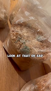 Awww man my sawdust spawn bags are contaminated, but this is part of learning and we are gonna see what we can do! #whichbetty #sawdustspawn #howtogrowmushrooms #mycology #mycophile #mushrooms #mushroom #fungi #fungophile #mycelium | Elizabeth Burdock