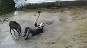 Wildschwein greift Rentner brutal an