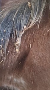 Our 2024 Clydesdale foal 'Brienne of Tarth' aka Bree, is so cute ... but a disaster zone at feedtime, getting quite literally in the bucket, throwing it everywhere, as she shares mums brekkie, to mum Tilly's disgust! Bree is quite happy though! She's such a cuddle, born last of our foals she's now just over 4 months old! ❤️😍❤️ #clydesdale #foal #gorgeous #mumanddaughter #feedingtime #messy #disaster #heavyhorse #hotmess #nomnom #inthebucket #lakes #thelakedistrictnationalpark #nationalpark #cum