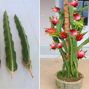191K views · 2.9K reactions | How to grow Purple dragon fruit from cuttings for beginners | Aubree Vaughan | Facebook