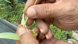 CITV Local News- Thursday 16th May 2024 Jean Marc Tinirau, a former inspector in the vanilla industry of French Polynesia walked through Teariki Matenga's vanilla farm -one of the few vanilla farmers left on the island. | Cook Islands Television News