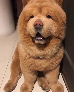 Real-life teddy bear (Y) :* | Pets Lover