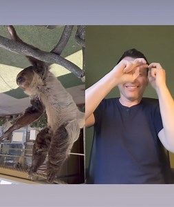 Two-Toed Sloth | Markulland