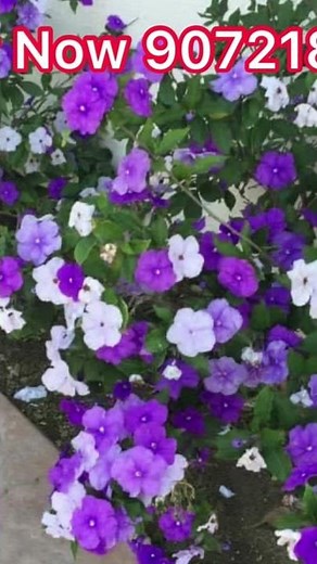 yesterday today tomarrow plant / Brunfelsia / sunday monday tuesday plant