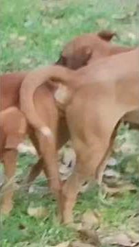 Dogs mating Part 3