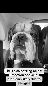 Louis is the biggest snugglebug! | Oromocto and Area SPCA