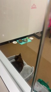 Saturday afternoon walk around with Ebony at our Coburg location 😻 24 cats currently in residence! 💕 #catnappingfamily #coburg | Cat Napping Suburban Retreat