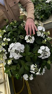 𝐍𝐲𝐡𝐞𝐝 │ Den smukke ‘Runaway Bride’ er igen på lager – og den kan blive din for kun 229,- 🌺 Normalpris 329,- (spar 100,-) ‘Runaway Bride’ er en sort af hortensia, som står med smukke, kridhvide blomster. Den adskiller sig fra den almindelige havehortensia, fx ved udseendet på blomstringen og evnen til at skifte farve. ‘Runaway Bride’ forbliver dermed hvid, trods den stadig foretrækker at stå i sur jord, ligesom dens 'kusine' havehortensiaen 🌸 Plant den ud i dit bed eller brug den i krukken