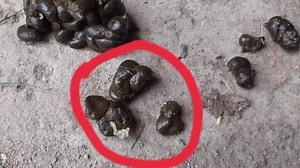 Pregnant Goat Deworming || حاملہ بکری کی مینگنیوں میں کیڑے نکل آئے | Goat Land Farms