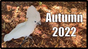 16K views · 2.4K reactions | Autumn 2022 | Buttons the Cockatoo | Facebook