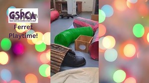 Lots of lovely ferrets available for rehoming. We cannot guarantee you will get a talking one. Call 257261 or email admin@gspca.org.gg | GSPCA, Guernsey SPCA