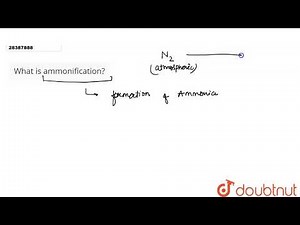 What is ammonification?