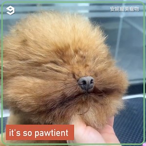 Went from scruffy to puffy ✨ | Barked