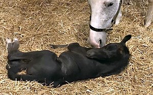 Difficult foalings: foal presents upside down - Horse & Hound