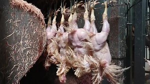 Plucking Chickens Industrial Poultry Slaughterhouse Stock Footage Video (100% Royalty-free) 1060930987 | Shutterstock