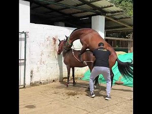 Reproductor HELIOS DE SAN SILVESTRE