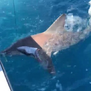 Some more shark fun today @captainnelsonbillinoffice #miamifishcharters #miamifishing #miami #billinofficefishingcharters #letsfish #miamifishingcharters #charterboat #daiwa #avetreels #hatterasyacht #hatterasclassic #detroitdiesel #fishingmachine #battlewagon #killstick #fishing #fishingcharters #fishingboats #fishingtours #fishingvideos #fishinggear #kitefishing #livebait #mahimahi #trolling #tuna #sailfish #wahoo #kingfish | Billin Office Fishing Charters