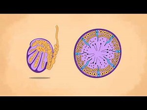 Structure of sperm and Spermatogenesis