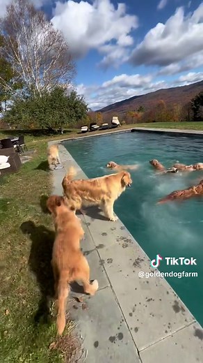 Golden Dog Farm on TikTok
