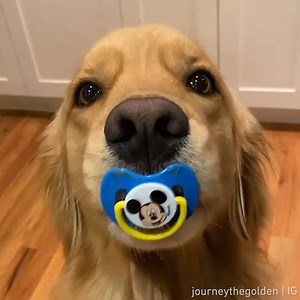 "When are you going to have kids?" Me: 📹 journeythegolden | IG | 9GAG