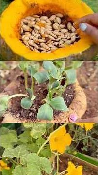 Pumpkin seeds sprouted inside its shell 🎃 grown into plants and are now flowering! 🌱
