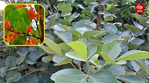 4.2K views · 50 reactions | Palash Tree Benefits: 'ढाक के तीन पात'...