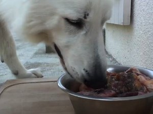 Exemple de ration BARF pour un chien adulte (vidéo)