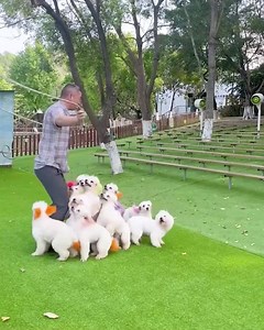 61K views · 506 reactions | Puppies Skipping The Rope!  | KCE College | Facebook