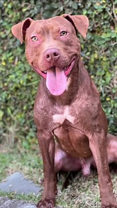 6.7K views · 1.2K reactions | Postagem 4 São cães diferentes, vindos...