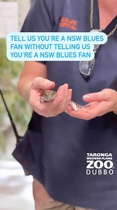 3.8K views · 53 reactions | Just a NSW Blue-tongued Lizard! 路‍♂️ Go the NSW Blues!!  | Taronga Western Plains Zoo | Facebook