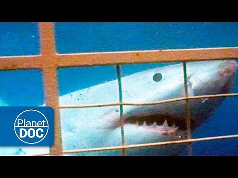 Australia. El Gran Tiburón Blanco | Ataques a Humanos