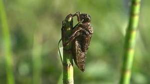 Birth dragonfly. An adult dragonfly has just emerged from its larval skin and is waiting for the wings to expand and dry. Macro insect Two stage insect. Close up