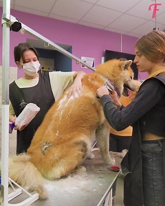 48K views · 400 reactions | Ce gentil chien a fait fuir un voleur à la tire - et cela a porté ses fruits | Femme Heureuse | Facebook